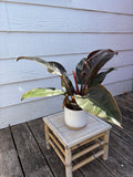 PHILODENDRON