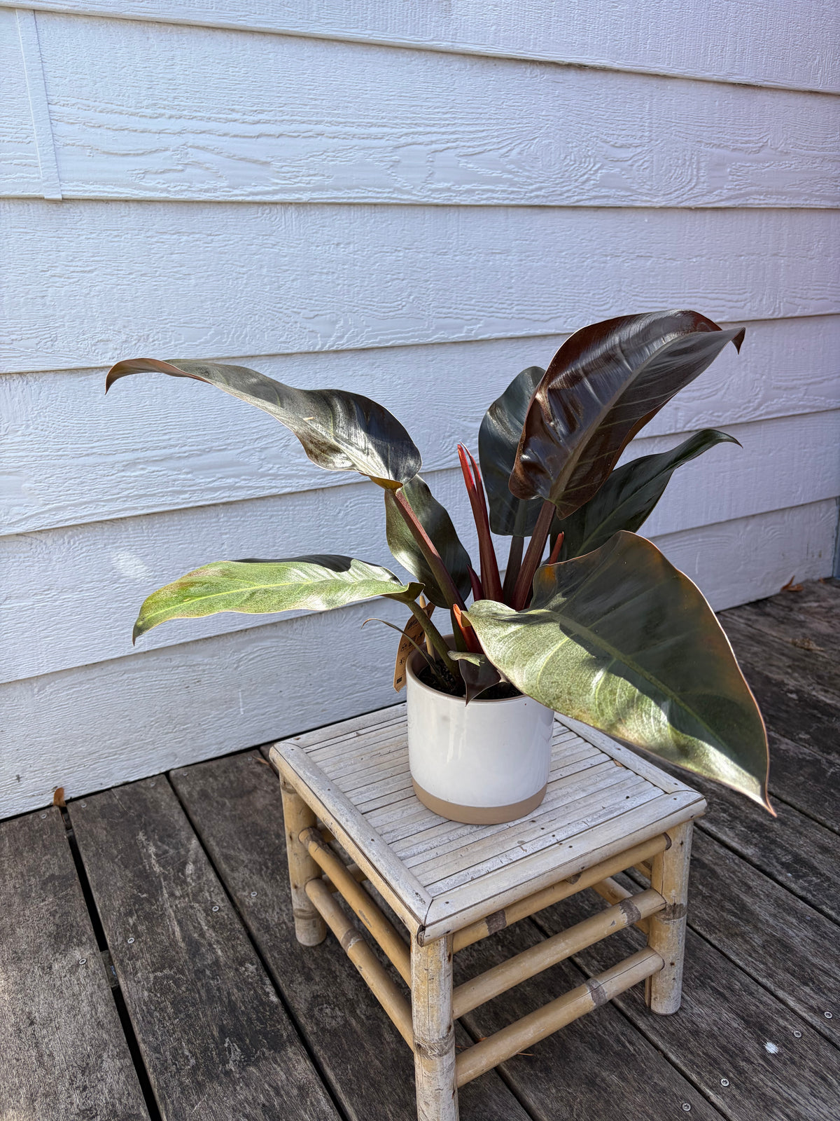 PHILODENDRON