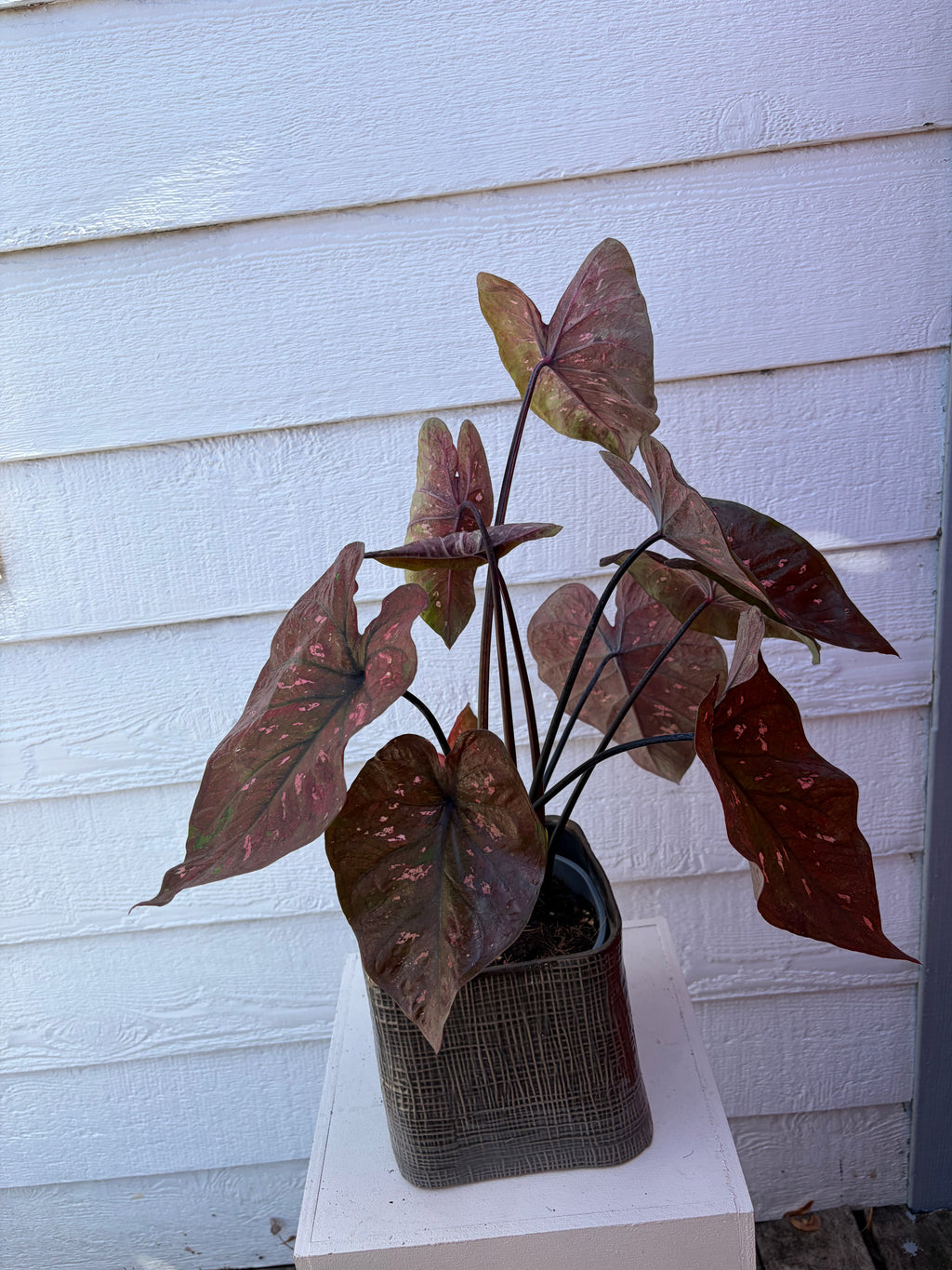 CALADIUM