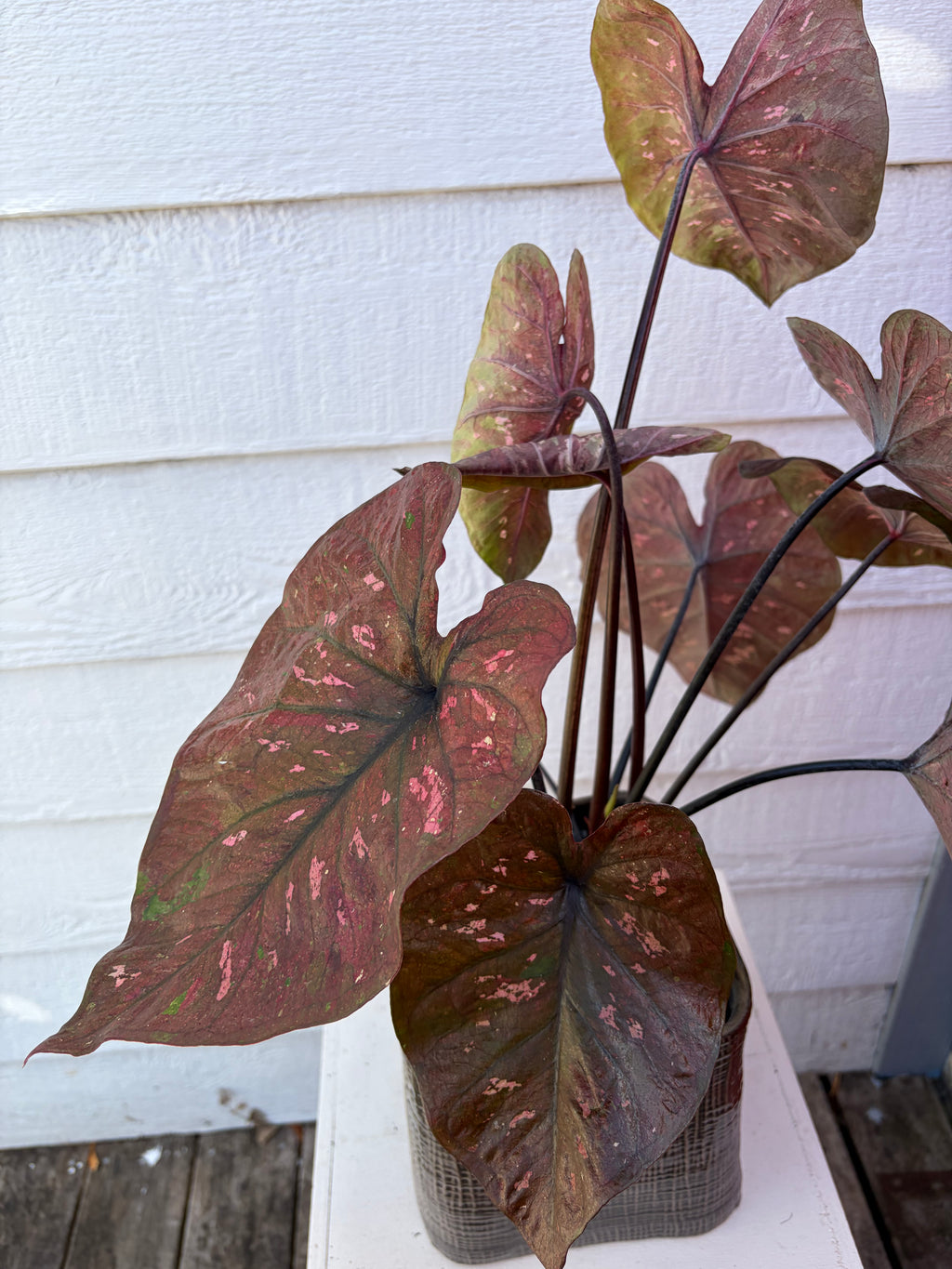 CALADIUM