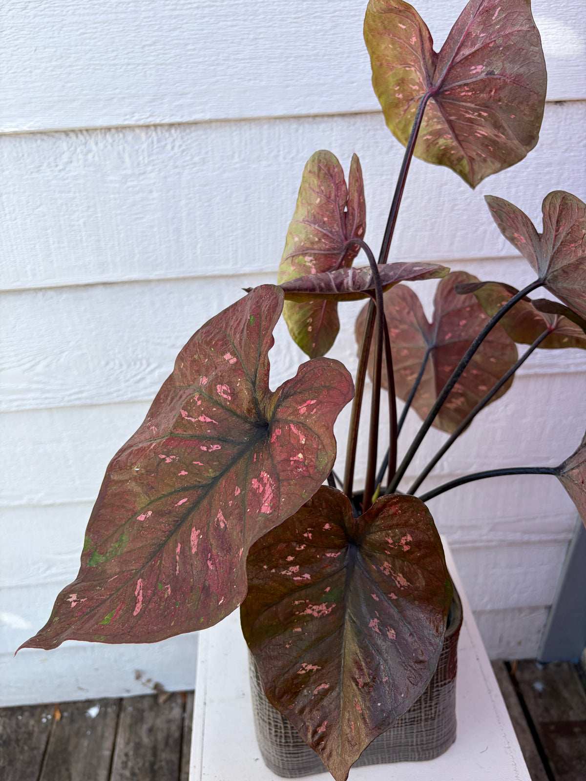 CALADIUM