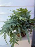 PHLEBODIUM BLUE STAR