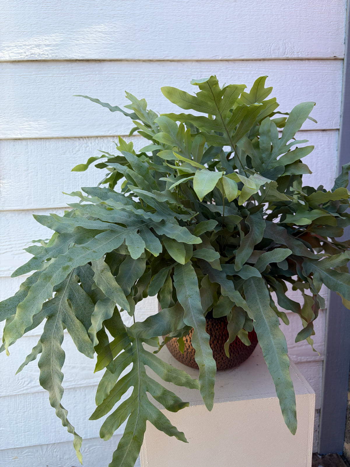 PHLEBODIUM BLUE STAR