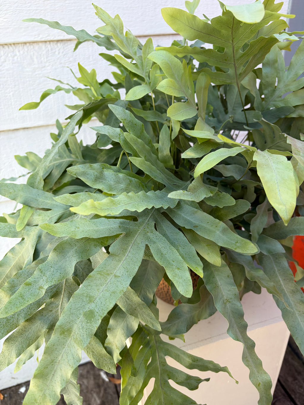 PHLEBODIUM BLUE STAR