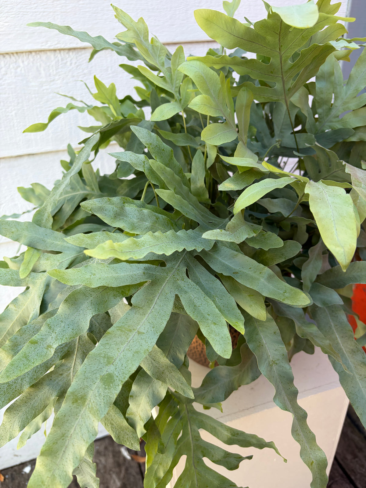 PHLEBODIUM BLUE STAR